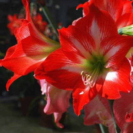 Amaryllis — Florist in Birtinya, QLD