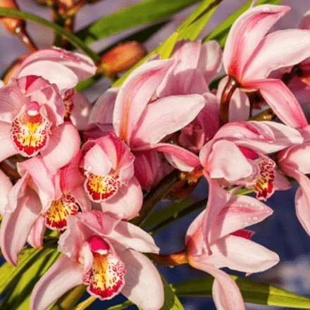 Boat Orchids — Florist in Birtinya, QLD
